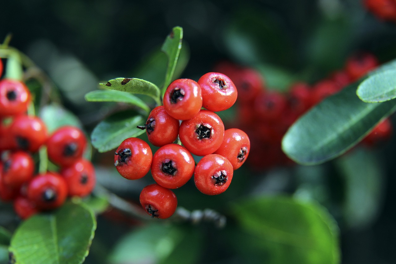 【原创】足球预测今日竞彩推荐：周日006法甲-朗斯VS图卢兹.